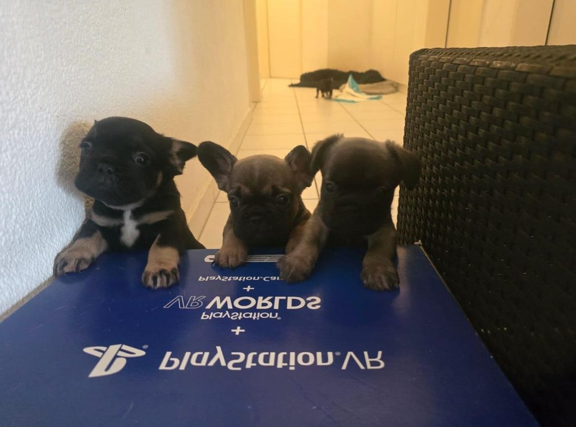 Französische Bulldogge Welpen, weiblich und männlich