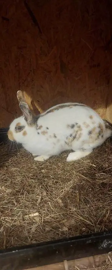 Dreifarbenschecken Kaninchen Rammler