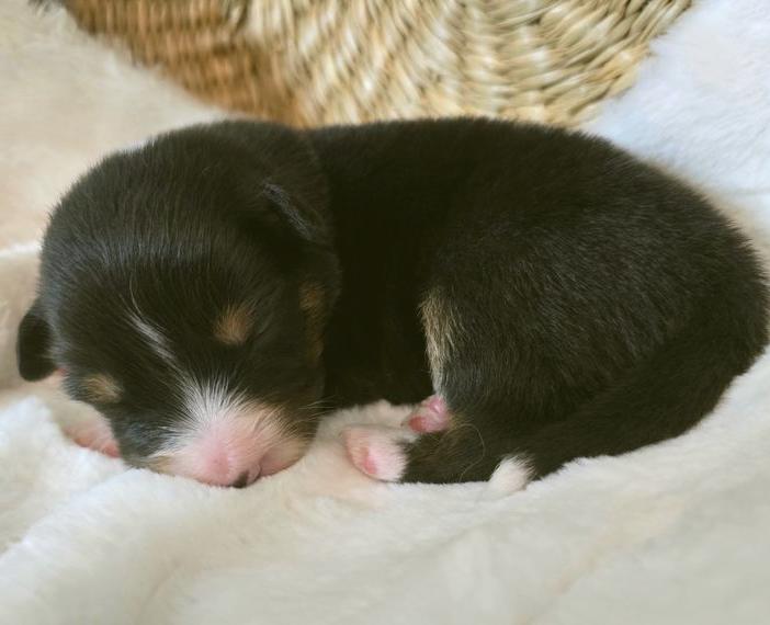 Bezaubernde reinrassige Australian Shepherd Welpen