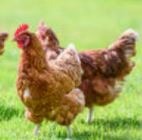Bio-Legehennen zu verkaufen