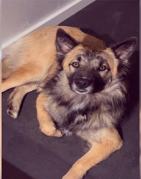 Holländer, Aussie Mix - 11 Monate - Mutter brindle, Merle