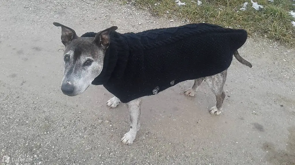 Hunde - Strickpullover / schwarz