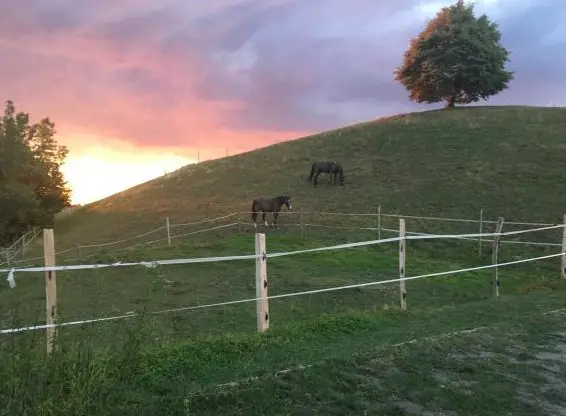 Reitbeteiligung in Walzenhausen AR