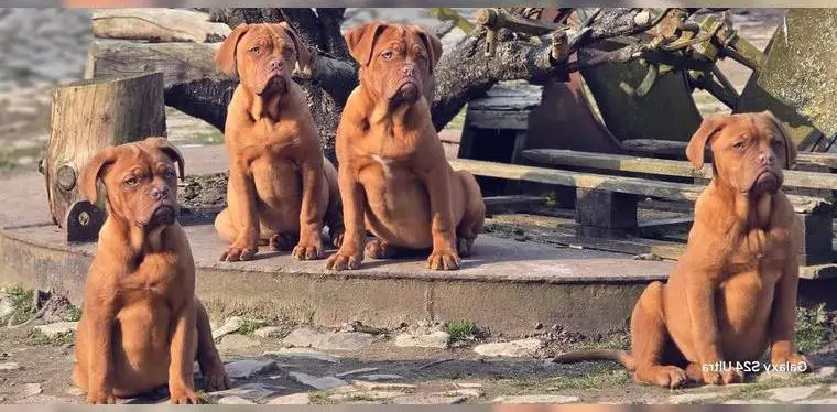 Bordeaux Doggen Welpen Hündin Dogge Welpe