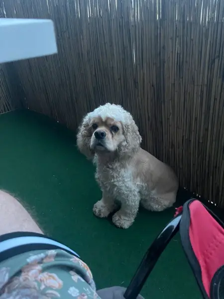 Cocker Spaniel „Cookie“ sucht neues Zuhause