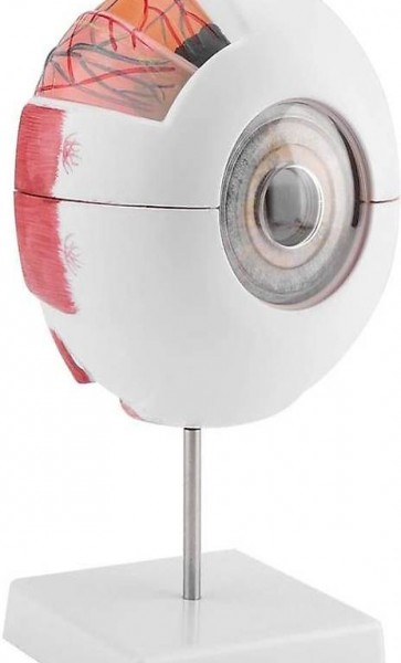  Anatomische Augen-Modell Anatomische Augapfel