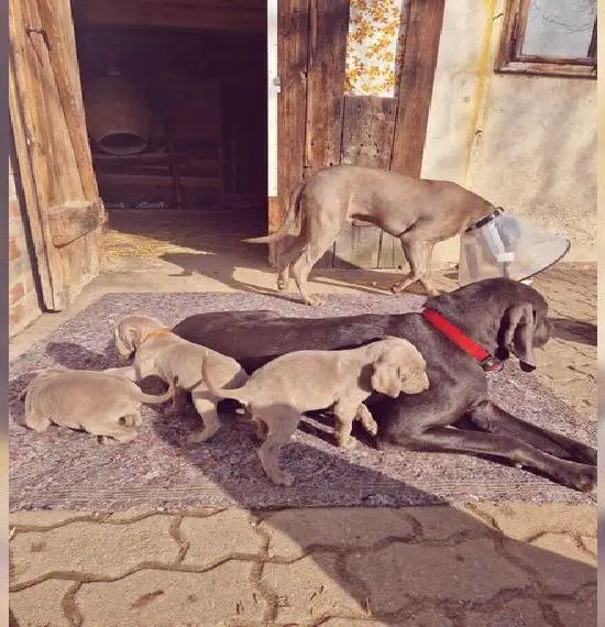 Weimaraner welpen