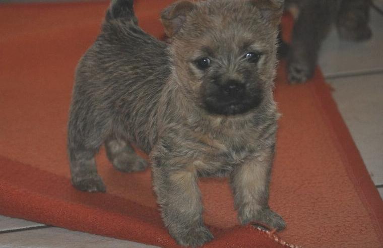 Blonde Cairn- Terrier Welpen, 2 Hündinnen und 2 Rüden