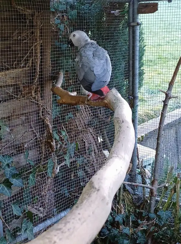 1.1 Junge Graupapageien zu verkaufen