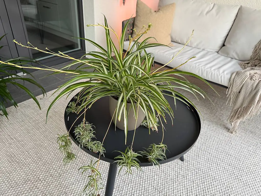 Grünlilie weiss-grün mit vielen Kindeln