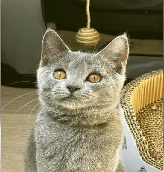 Chartreux / Kartäuser Katerchen Kitten