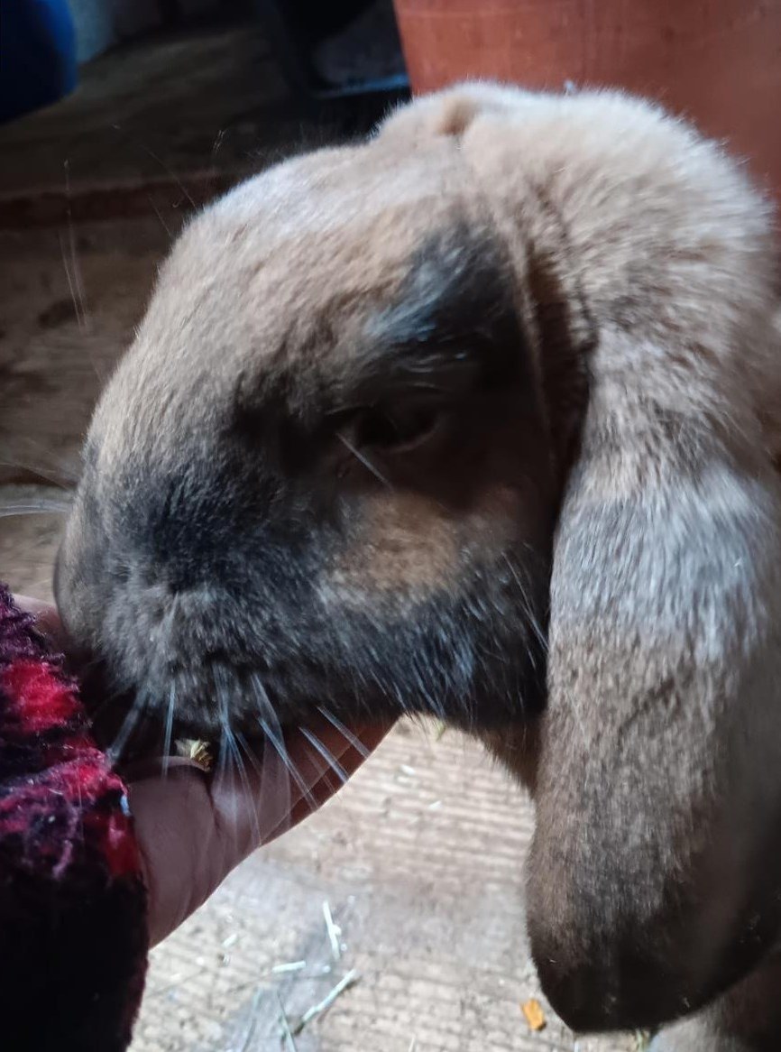 2 Widder Kaninchen Weibchen abzugeben