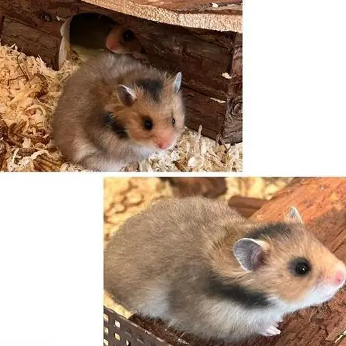 Teddyhamster Weibchen, handzahm