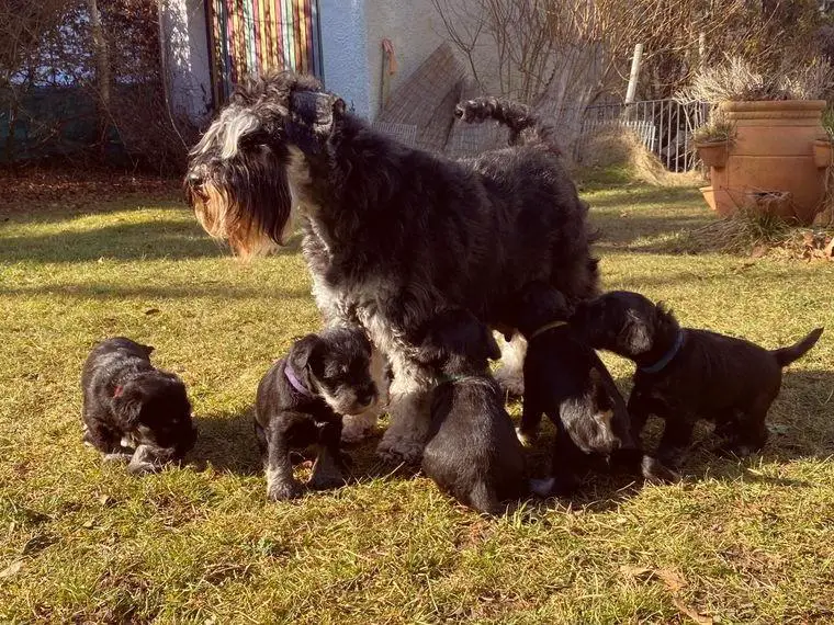 Zwergschnauzer Welpen (PSK/VDH)