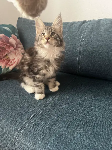 Maine Coon Kitten