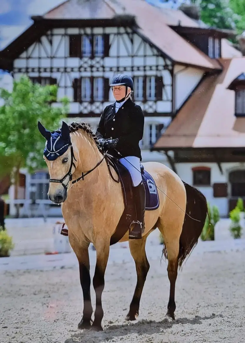 Besonderer Lusitano Wallach Falbe