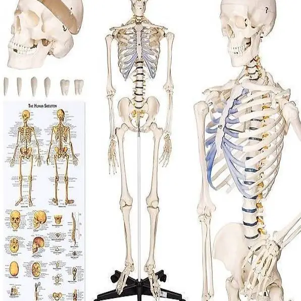  Anatomie Skelett lebensgross 181 cm