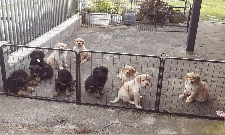 Hovawart Welpen ohne Papiere suchen noch ein neues Zuhause