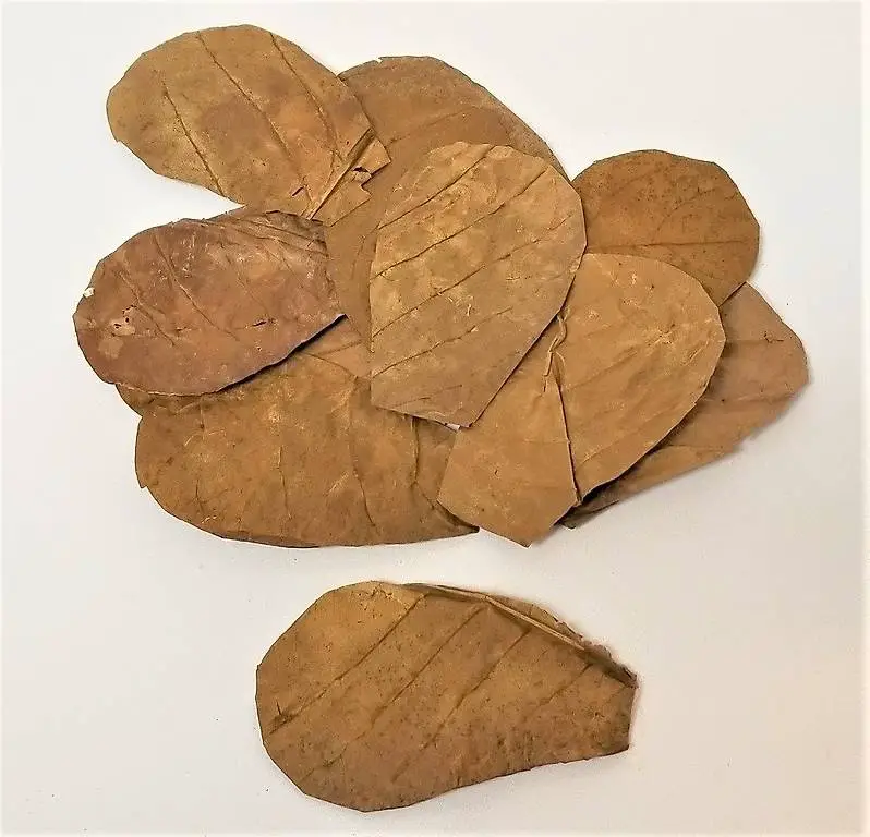 Nano - Seemandelbaumblätter XS 12 Stück, NEU/OVP