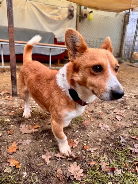 Cody, Corgi-Mischling, ca. 4 Jahre, z.zt. in Ungarn