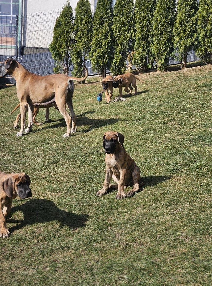 Deutsche Doggen Welpen suchen ein Zuhause