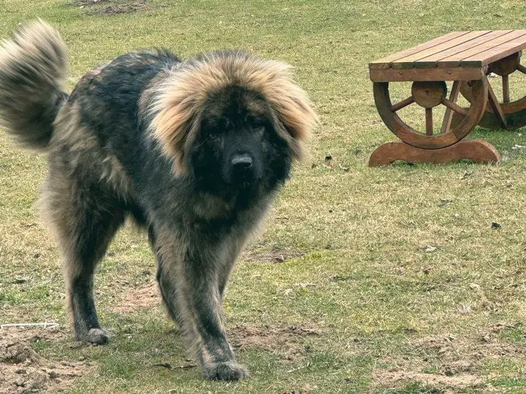 Kaukasischer Owtscharka Hündin
