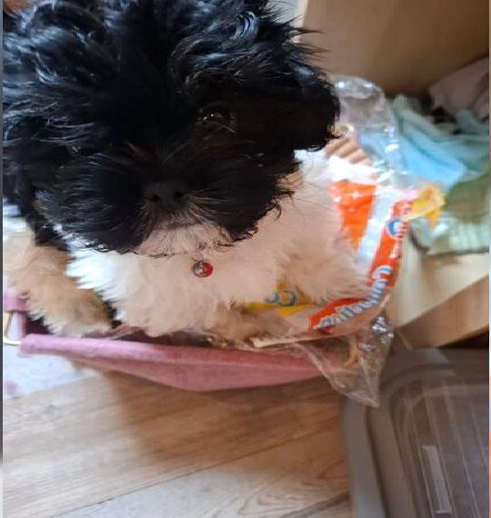 Shih tzu Boygroup löst sich auf