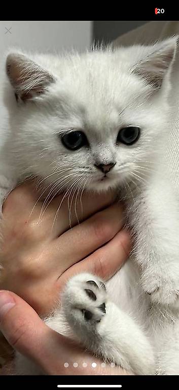 Reinrassige Britisch Kurzhaar BKH Kitten mit Stammbaum