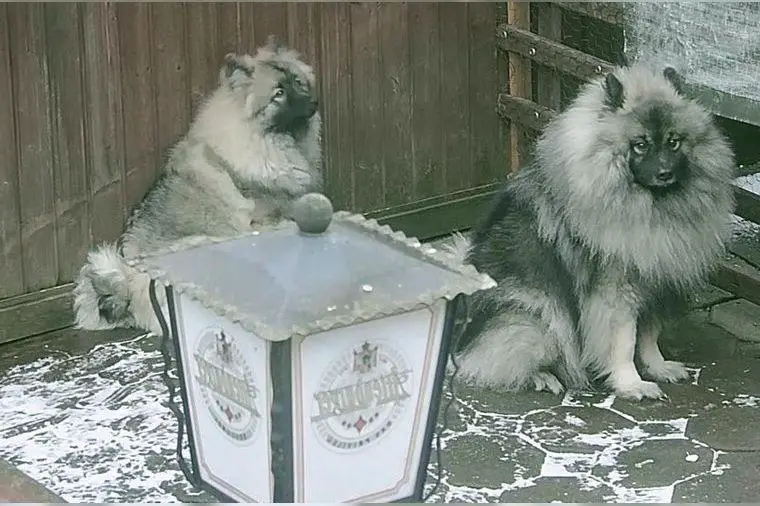 Reinrassige Wolfsspitz Welpen aus (Hobbyzucht )