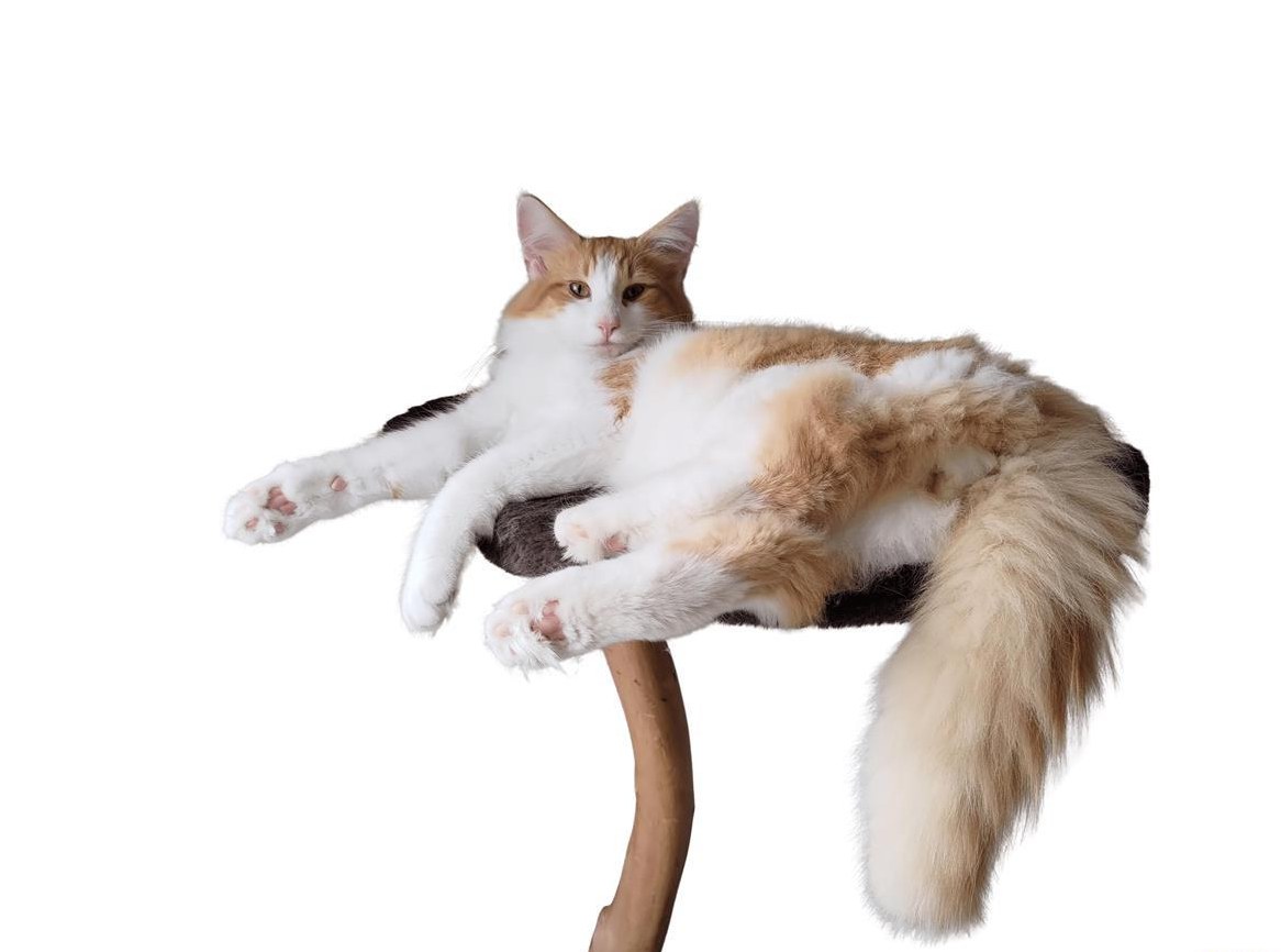 Norwegischer Waldkater Levin vom Schiltwald, rot weiss getupft NFO