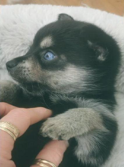Alaskan Klee Kai Pomsky Pomklee