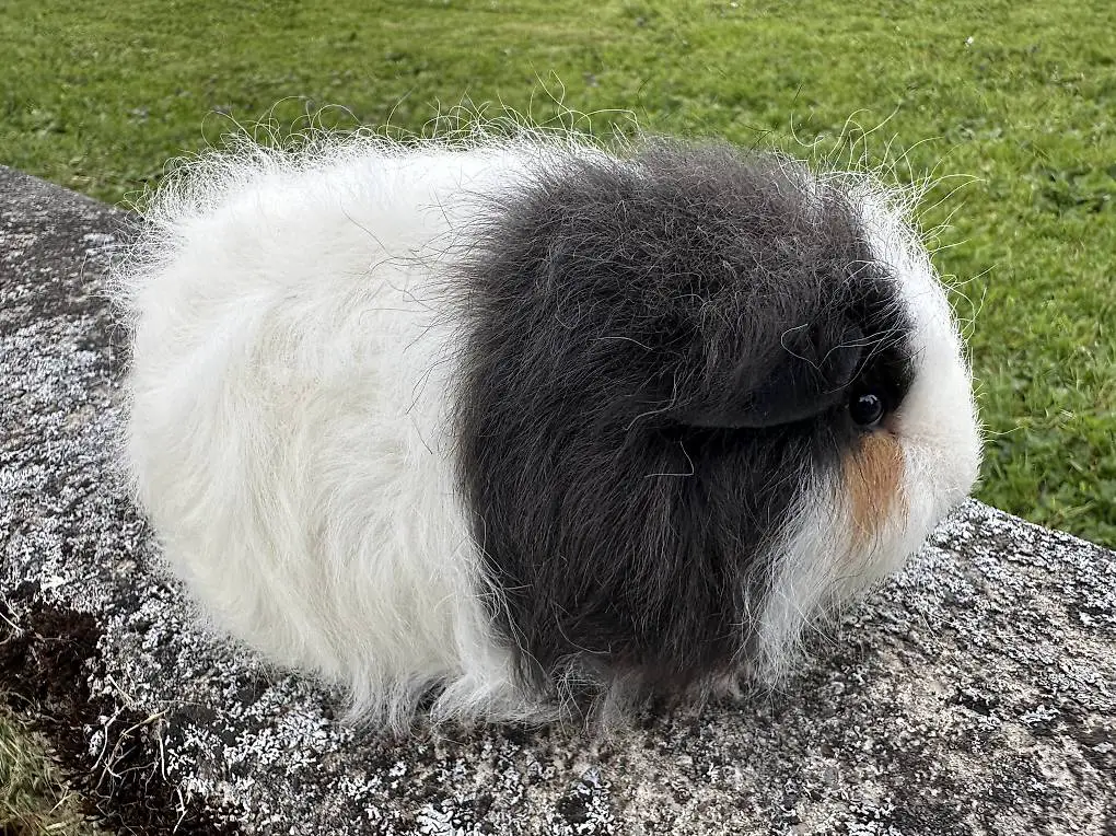 Meerschweinchen Baby CH Teddy (3)