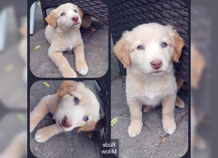 Goldencollie Aussiedor x Toller Rüde Milow, Welpe Familien, Therapie o. Assistenzhund