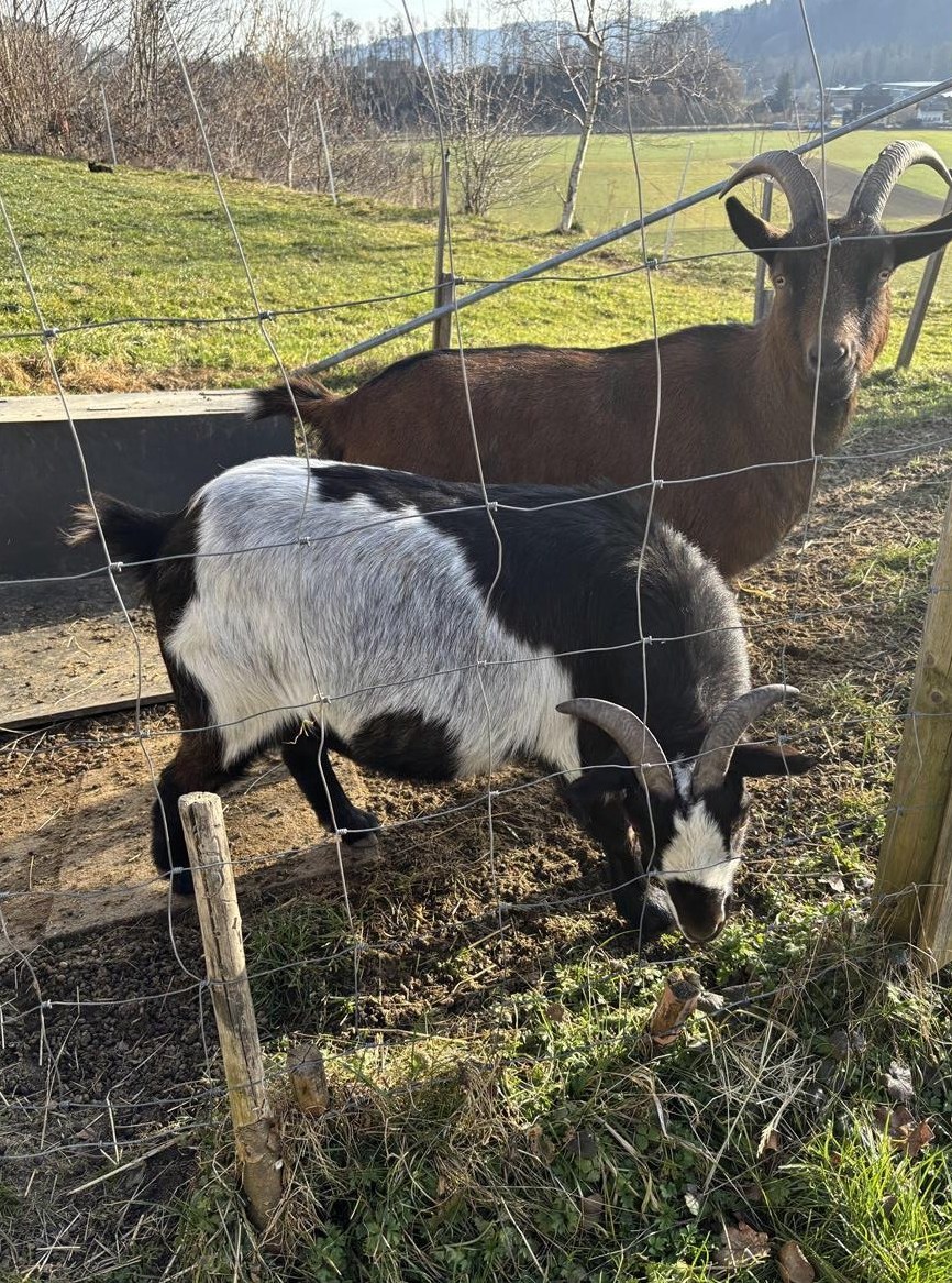 Zwergziege Muck, 5-jährig