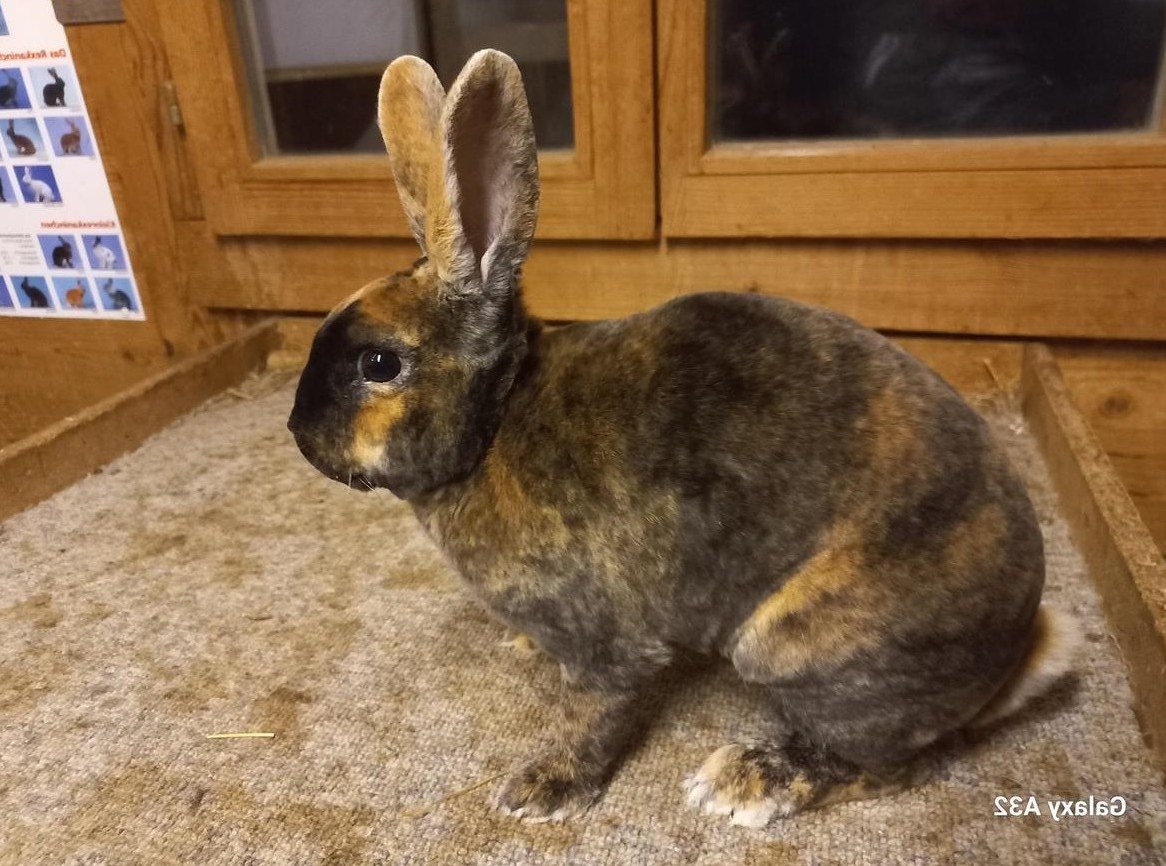 Klein Rex Zibbe, japanfarbig zu verkaufen