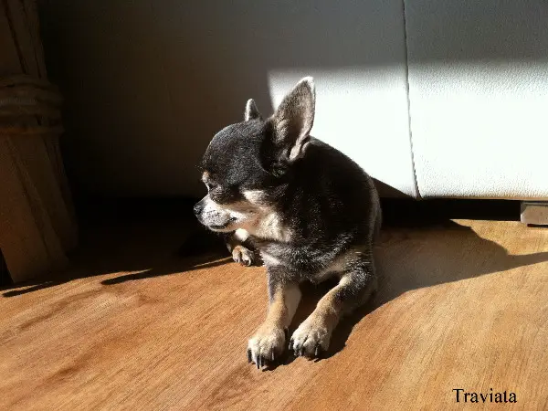 Suchen ein Chihuahua Mädchen, Welpe oder auch älter...