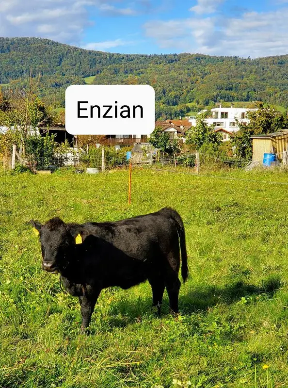 Dexter Kuhkälber zu verkaufen