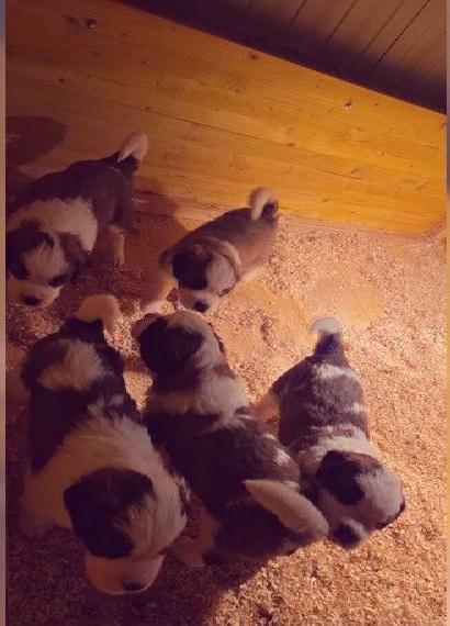 Bernhardiner welpen abzugeben