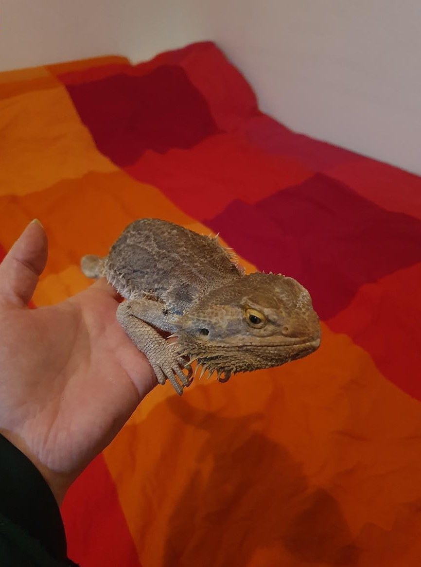 Bartagamen Männchen gratis abzugeben