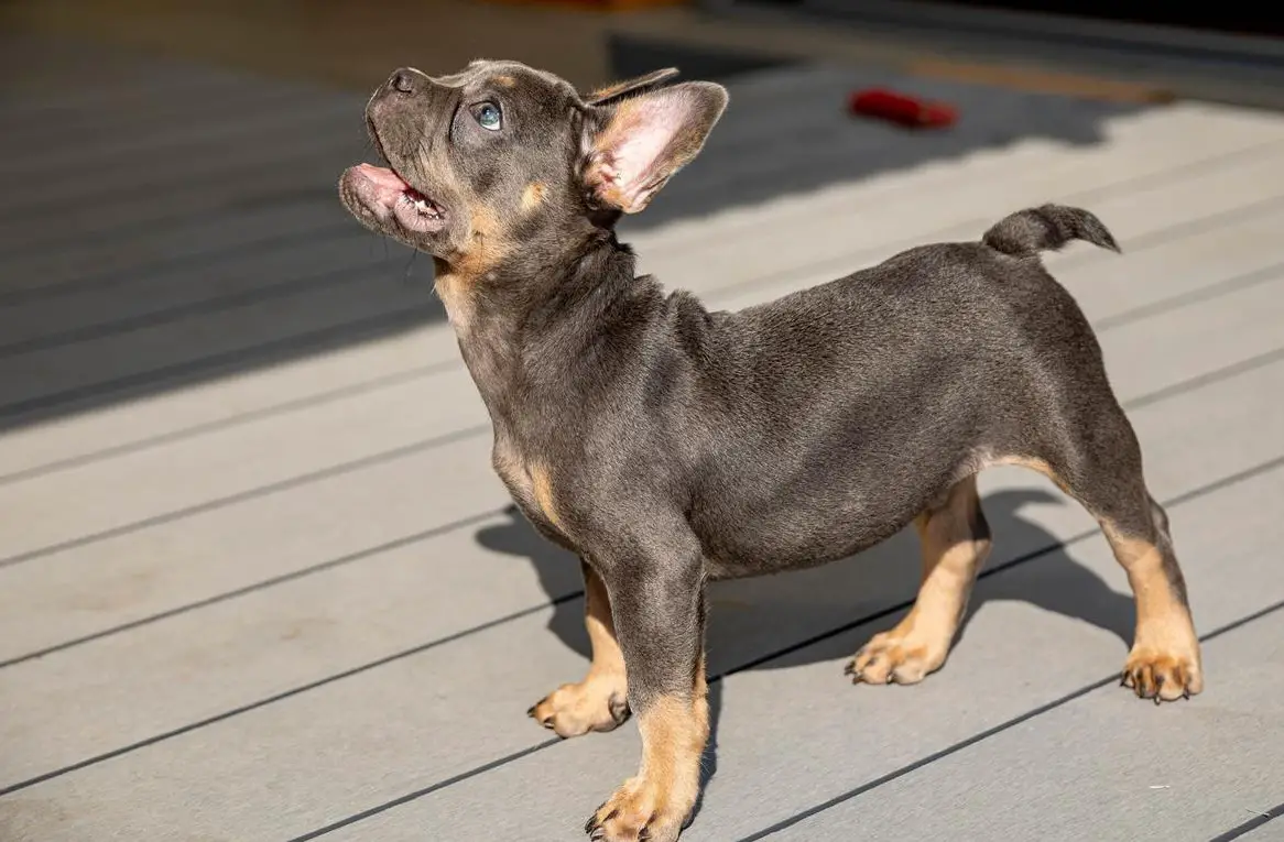 Wurfankündigung: Französische Bulldoggen Welpen