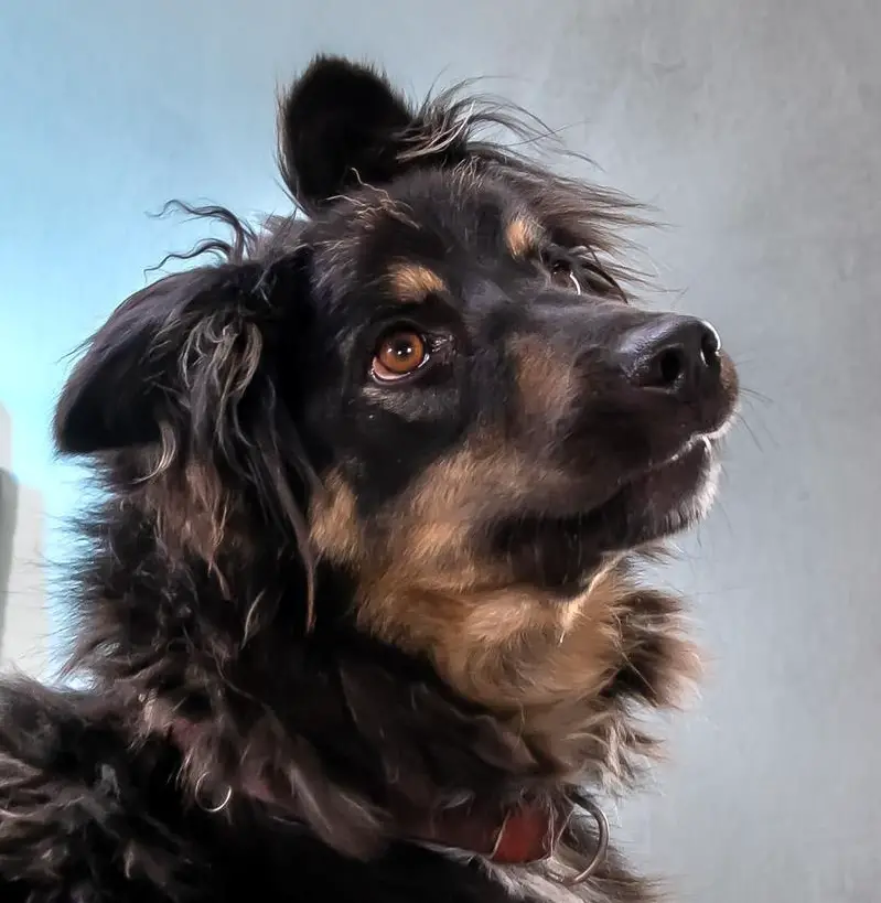 Mischlingsrüde Taco, ein kleiner lieber Zausel