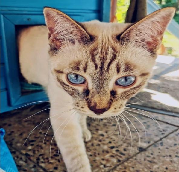 Junge Thaikatze, Thai Kater, Siam traditionell