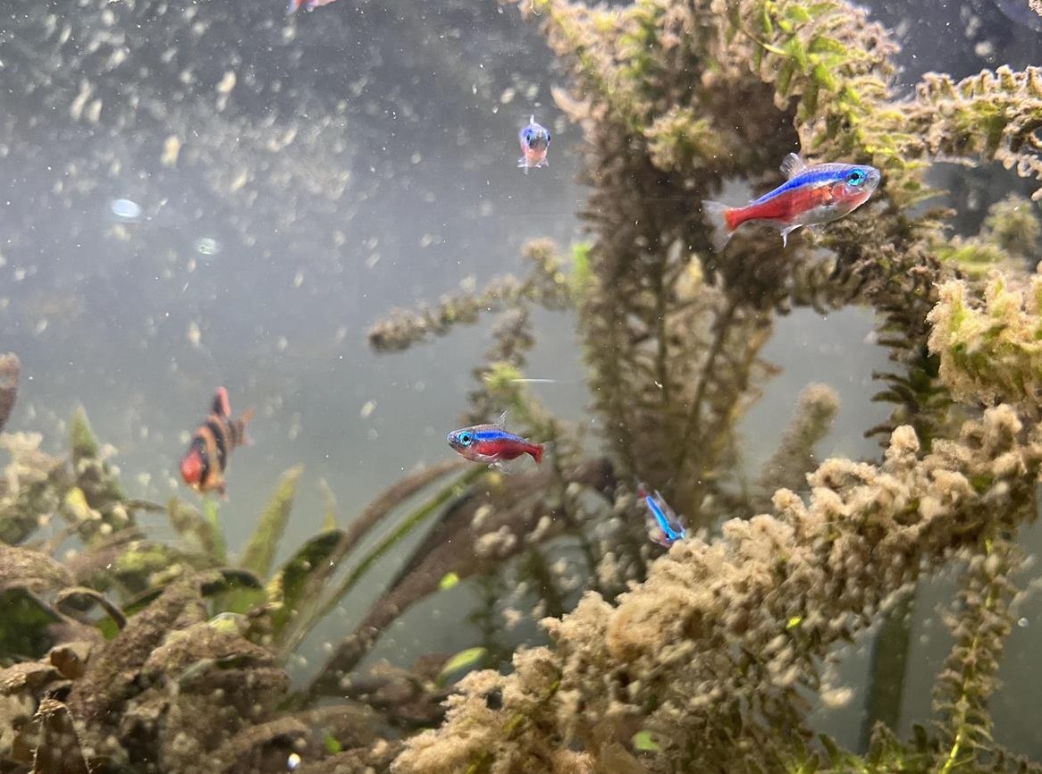 10 Neon Fische gratis abzugeben