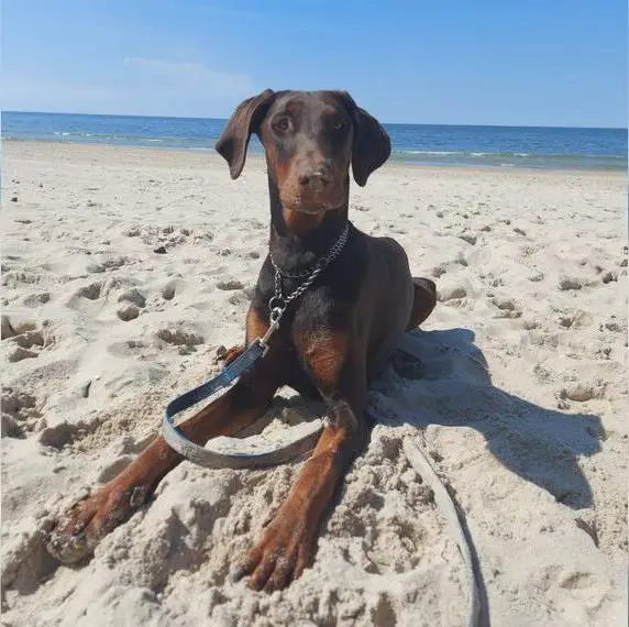 Dobermann Welpen Wurftermin