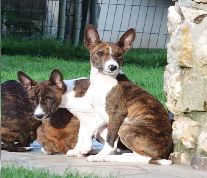 Basenji Welpen mit FCI Papieren