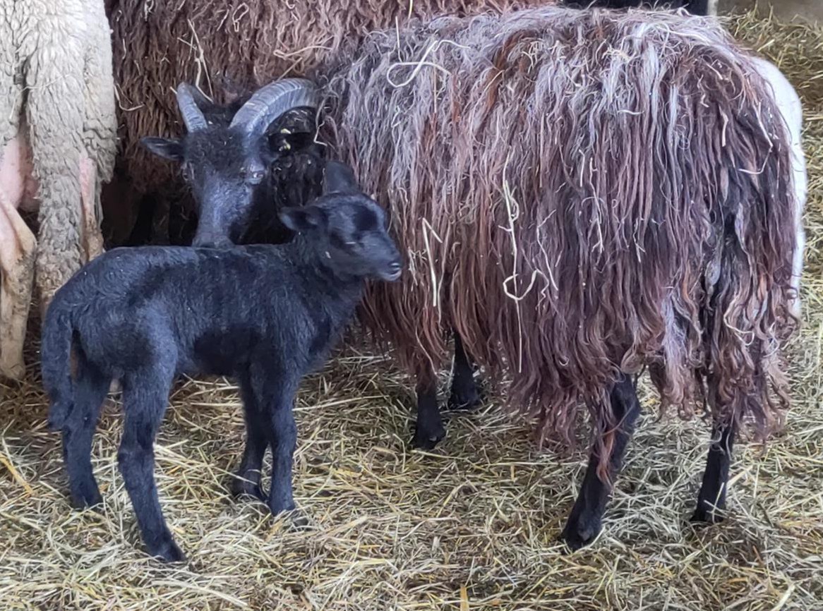 Bio Heidschnucken Schafe zu verkaufen