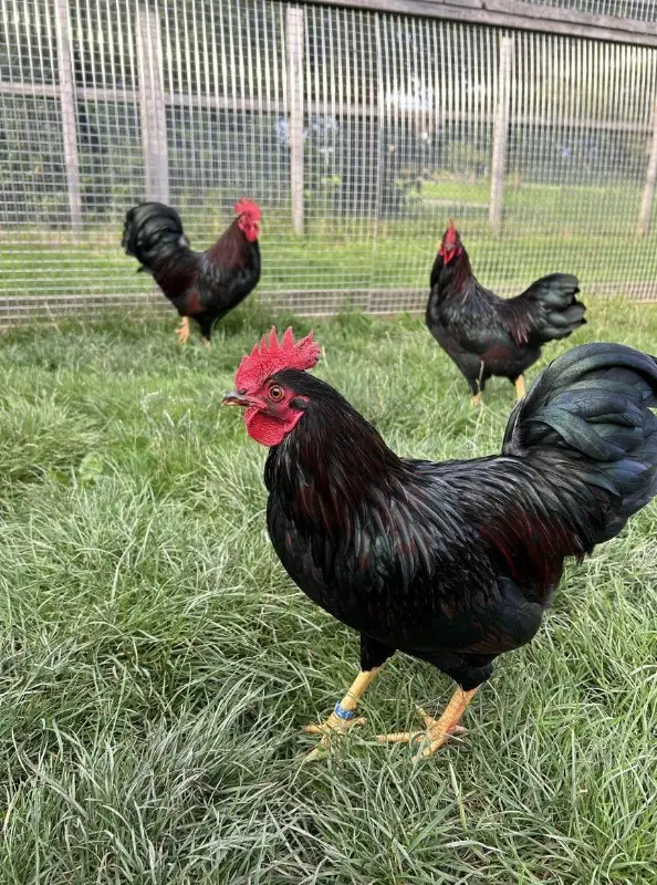 Zwerg Barnevelder Hahn, doppeltgesäumt