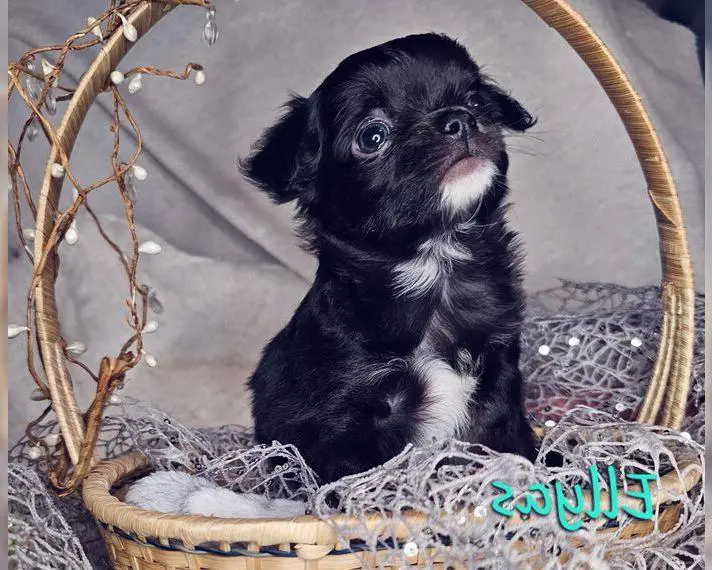 Chihuahua Langhaar Welpen mit Ahnentafel