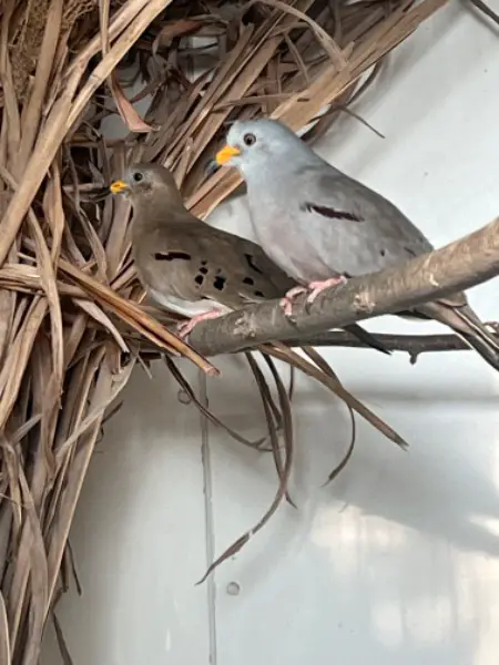 Goldschnabeltauben zu verkaufen