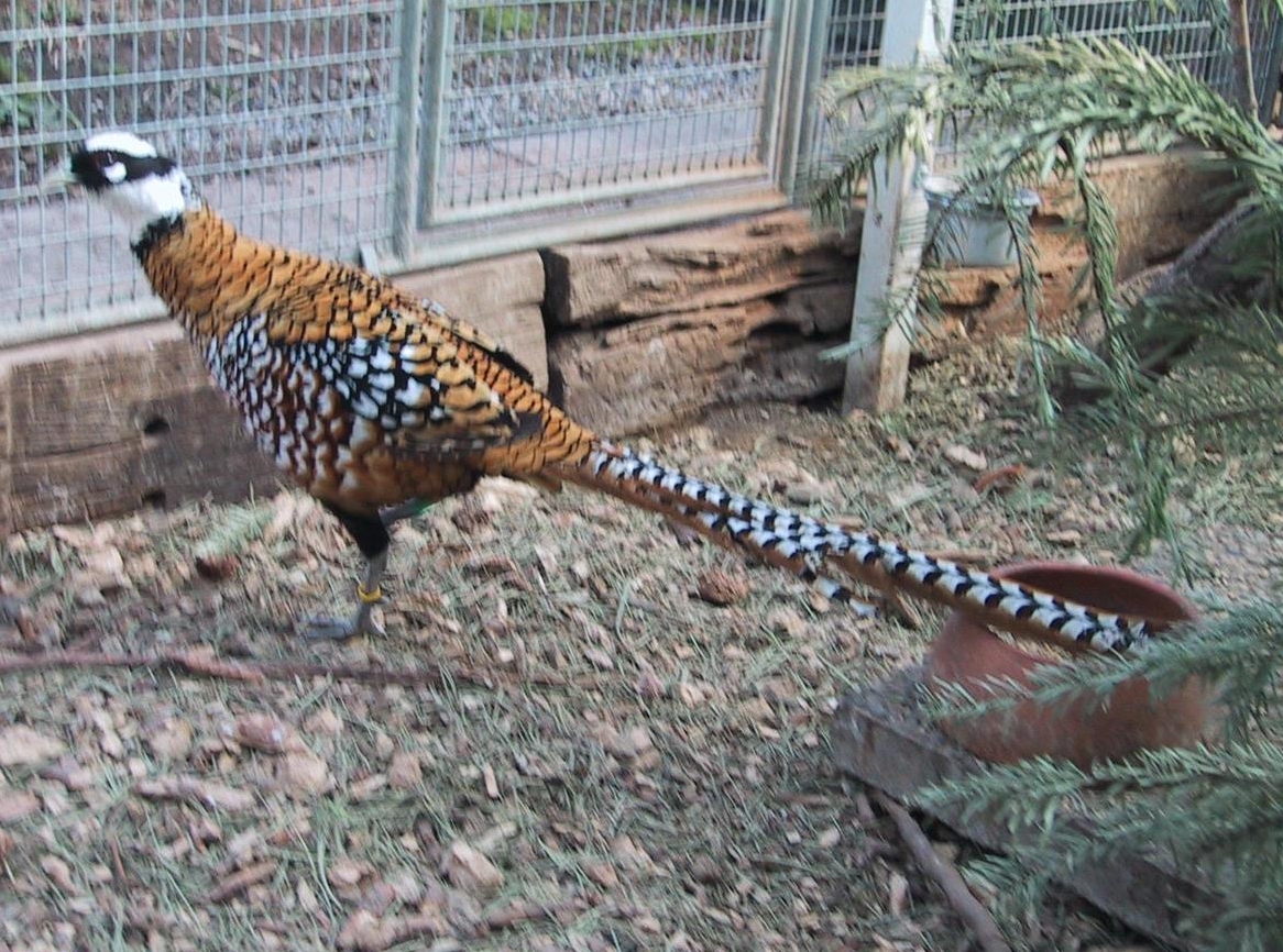 Diverse Fasane abzugeben, u.a. Königsfasan, Silberfasan...